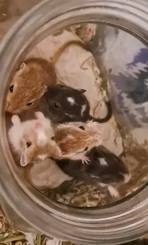 Süße Rennmaus Babys