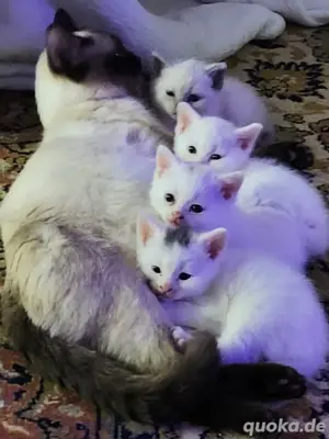 babykatzen 
