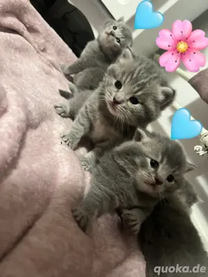 Reinrassige Bkh kitten 