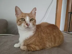 Rot weisses Katzenmädchen, wunderschön und selten