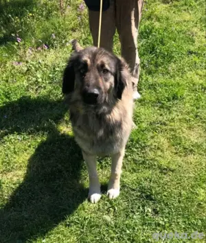 Pflegestelle für traurigen Clooney gesucht 