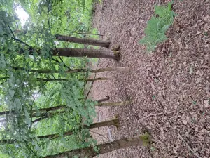 Wer fesselt einfach nur einen Mann nackt an einen Baum und lässtI ihn dort zurückk