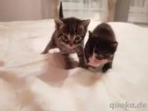 Kitten Katzen