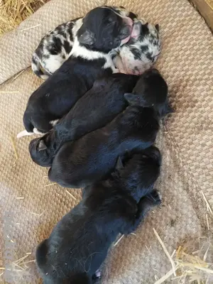 Schäferhundwelpen Wurfankündigung 
