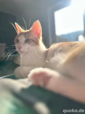 Hauskater 