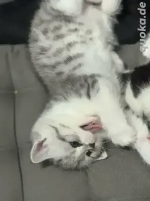 BHK Katzen