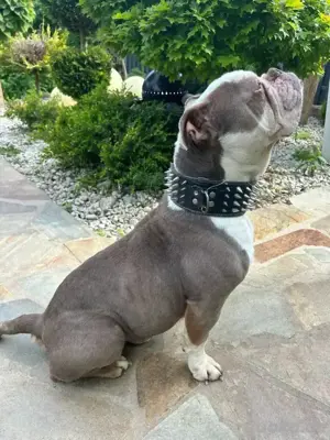 Old Englisch Bulldog Deckrüde