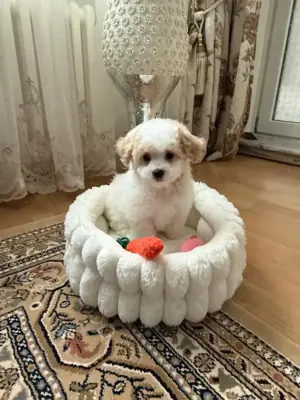  Maltipoo-Welpe sucht ein liebevolles Zuhause!