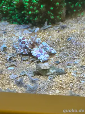 Meerwasser Harlekin Garnele abzugeben