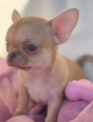 Ich suche teacup Chihuahua 