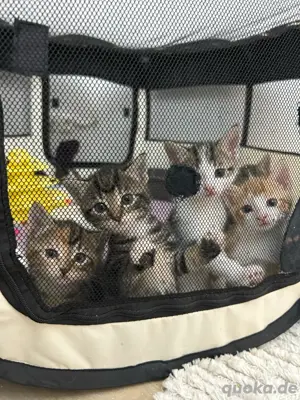 bkh mix kitten