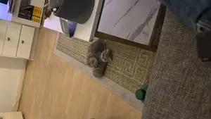 Zauberhafte BKH Kitten   bereit für ein liebevolles Zuhause