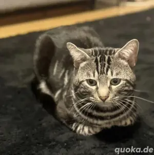 Junger Hübscher Kater