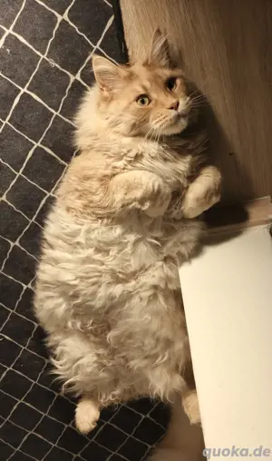 Traumkatze sucht Zuhause*DRINGEND "
