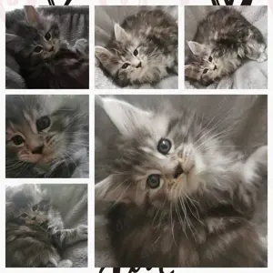 Typvolle Maine Coon Kitten - verspielt, verschmust & bereit für ihr Für-Immer-Zuhause ab 09.06.2025