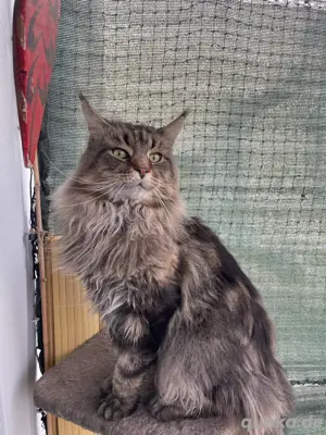 deckater maine coon haben stammbaum