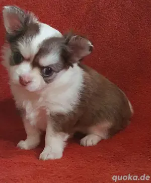 Chihuahua welpen Langhaar 