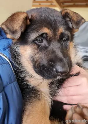 Deutscher Schäferhundwelpe, Hündin 