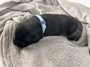Golden Aussie x Labrador Welpen (Golden Retriever Australian Shepherd Labrador Retriever) Bild 6