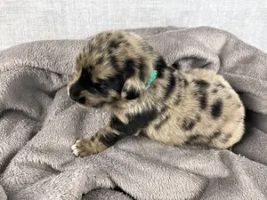 Golden Aussie x Labrador Welpen (Golden Retriever Australian Shepherd Labrador Retriever)