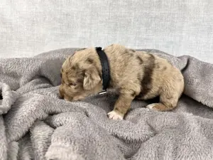 Golden Aussie x Labrador Welpen (Golden Retriever Australian Shepherd Labrador Retriever) Bild 3