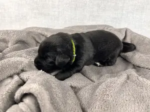 Golden Aussie x Labrador Welpen (Golden Retriever Australian Shepherd Labrador Retriever) Bild 2