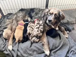 Golden Aussie x Labrador Welpen (Golden Retriever Australian Shepherd Labrador Retriever) Bild 8