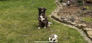 Golden Aussie x Labrador Welpen (Golden Retriever Australian Shepherd Labrador Retriever) Bild 9