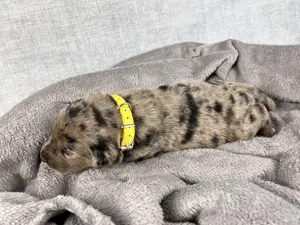Golden Aussie x Labrador Welpen (Golden Retriever Australian Shepherd Labrador Retriever) Bild 5