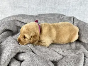 Golden Aussie x Labrador Welpen (Golden Retriever Australian Shepherd Labrador Retriever) Bild 7