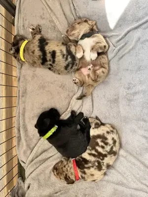 Golden Aussie x Labrador Welpen (Golden Retriever Australian Shepherd Labrador Retriever) Bild 10