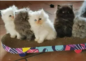Wir haben BKH BLH Kitten in liebevolle Hände abzugeben 
