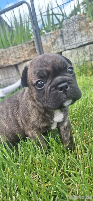 Französische Bulldogge CDDY N mit AT
