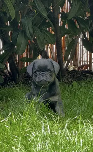 Mops Mädchen Blue-Tan mit grauen Augen