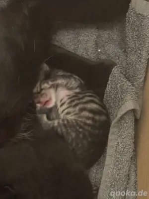    Zauberhafte Babykatzen suchen ein liebevolles Zuhause!   