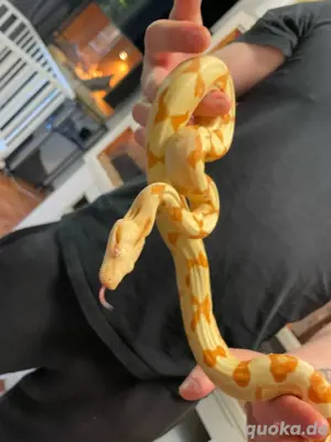 boa constrictor imperator