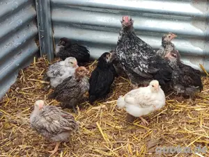 Junghühner aus unserer bunte. Mixtruppe 