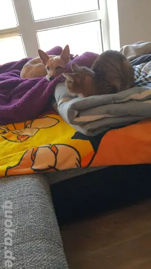 Liebevoller Rüde sucht neues zuhause