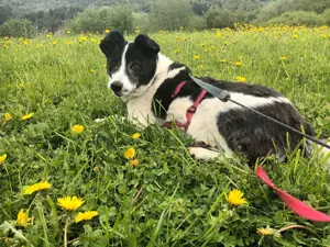 ULLA - aktive Seniorin auf PS in 56759 Laubach Eifel 