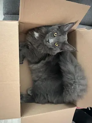 Maine Coon Deckkater. KEIN VERKAUF ! Kein Stammbaum Bild 7