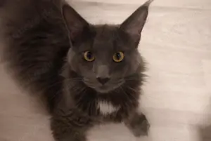 Maine Coon Deckkater. KEIN VERKAUF ! Kein Stammbaum Bild 9