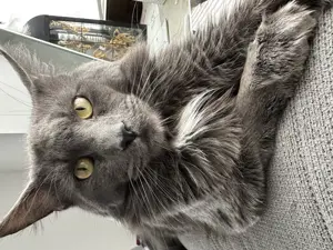 Maine Coon Deckkater. KEIN VERKAUF ! Kein Stammbaum Bild 4