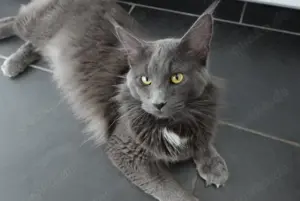 Maine Coon Deckkater. KEIN VERKAUF ! Kein Stammbaum Bild 8