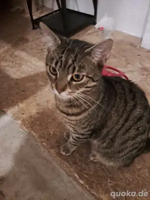 süsser kater
