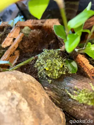 Vietnamesischer Moosfrosch -Theloderma corticale Bild 1