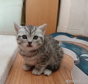 bkh tabby Mädels