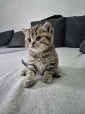 BKH Kitten reinrassig 