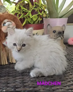 Ragdoll Katzen babys