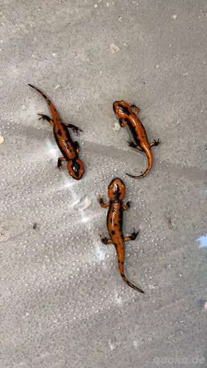 Feuersalamander Nachzucht '25