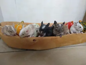 Wurferwartung super süßer Degu Nachwuchs Ende Mai - Juni zum verlieben